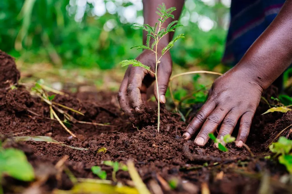 Tree planting